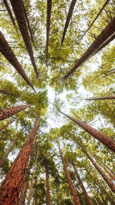 Wood construction versus forest sustainability